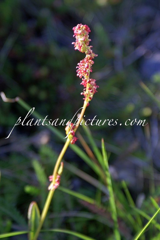 Rumex acetocella