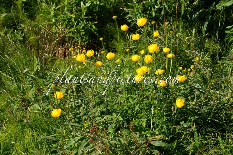 Trollius europaeus