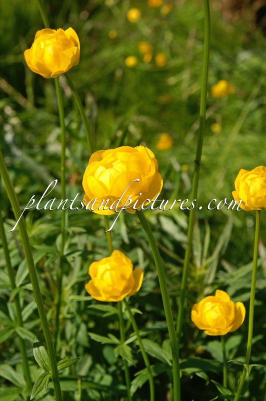 Trollius europaeus