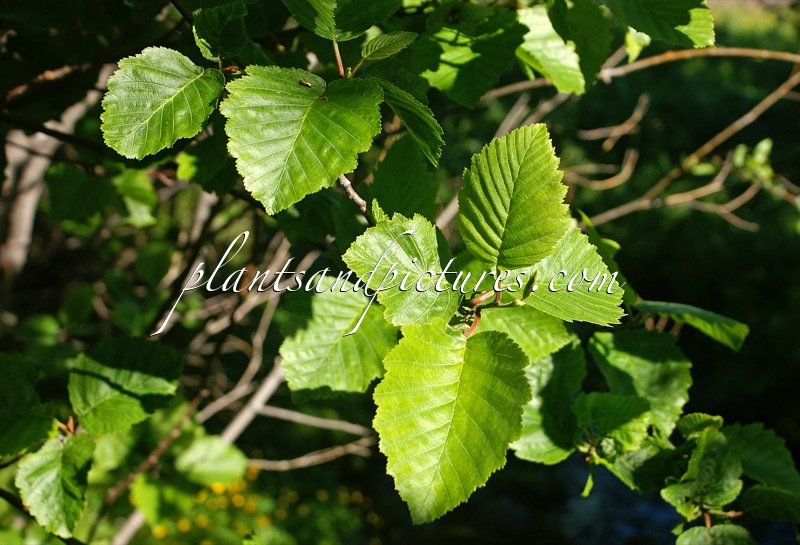 Alnus incana