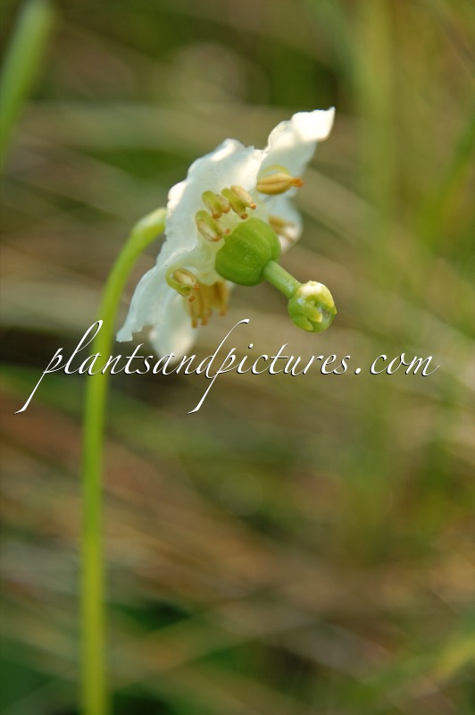 Moneses uniflora