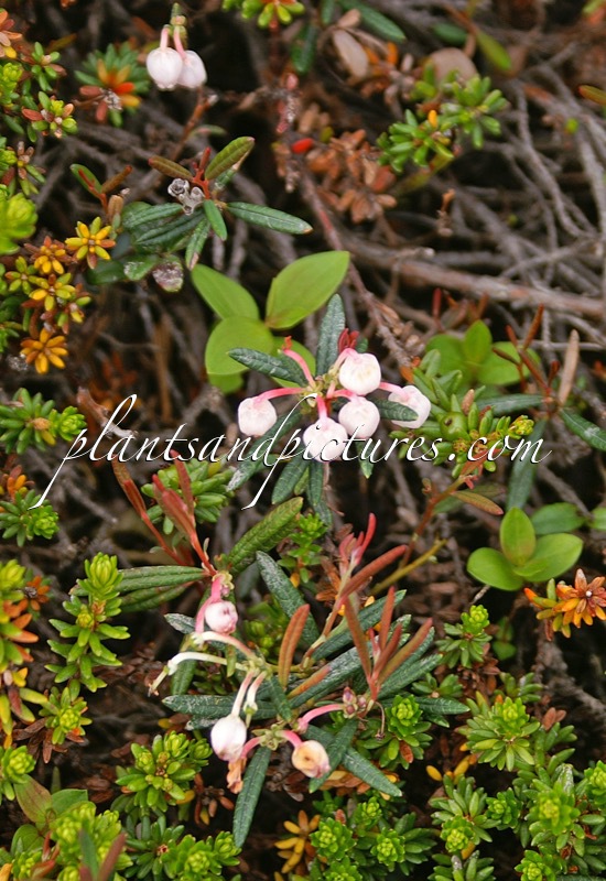 Andromeda polifolia