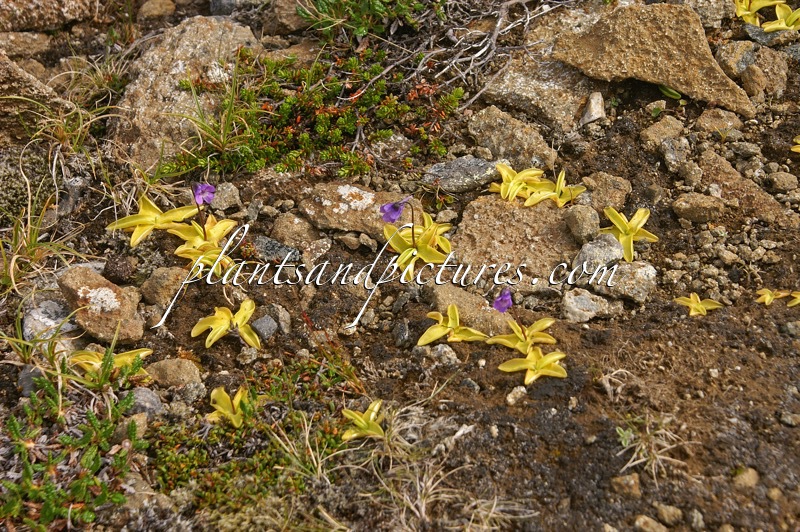 Pinguicula vulgaris