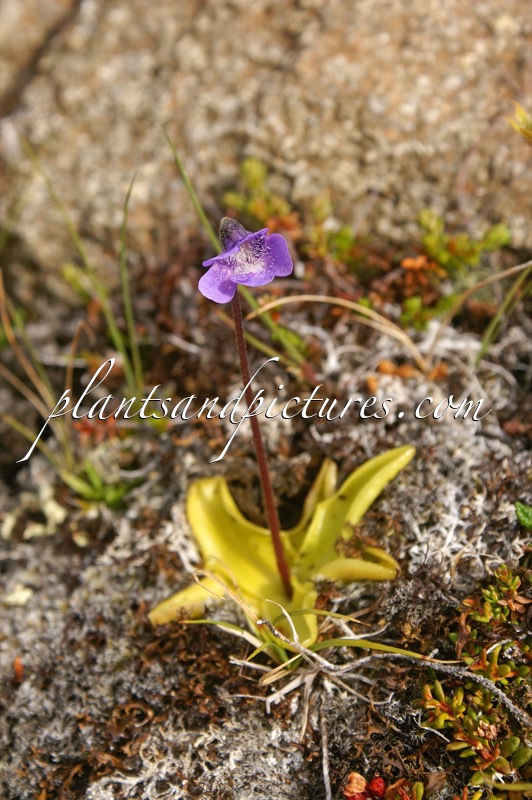 Pinguicula vulgaris