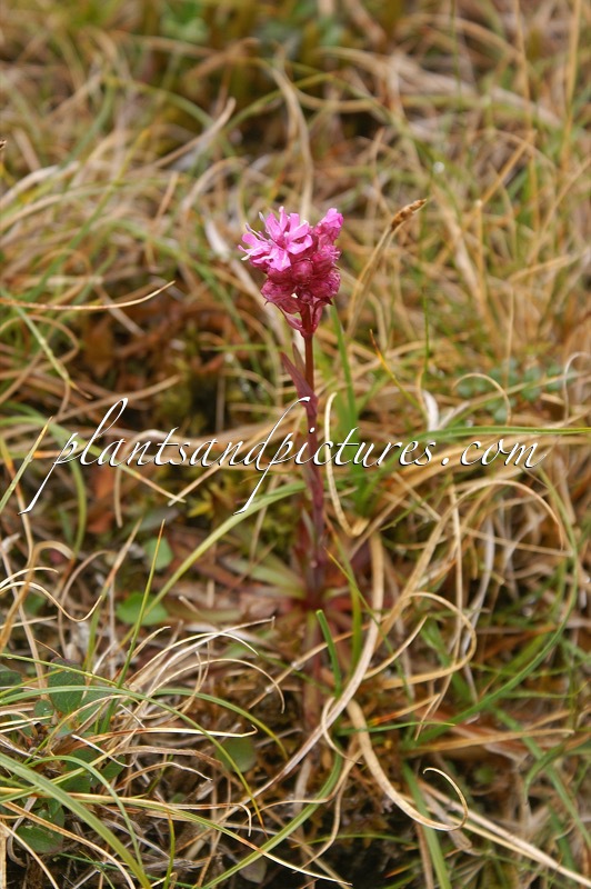 Lychnis alpina