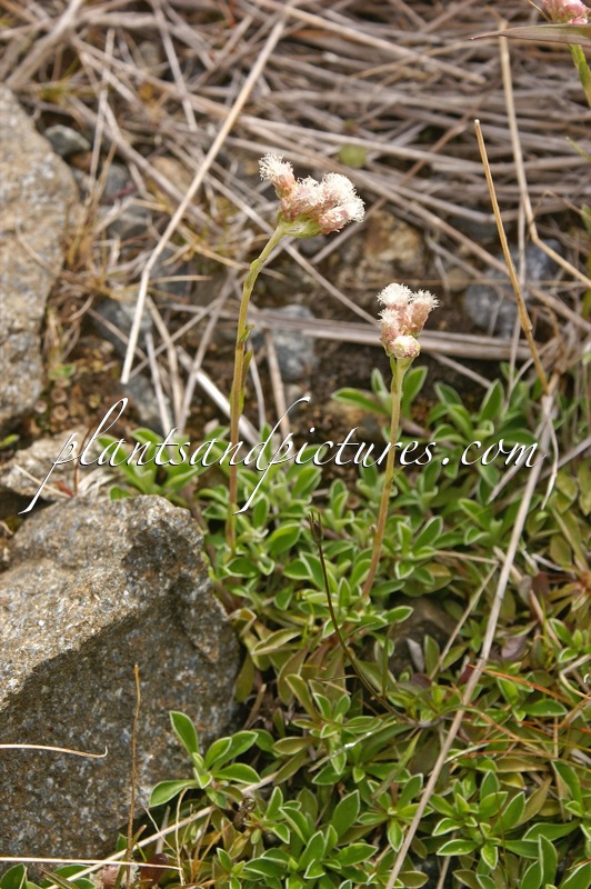 Antennaria alpina