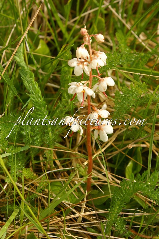 Pyrola rotundifolia subsp. norvegica