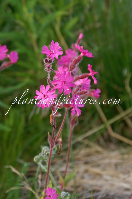 Silene dioica