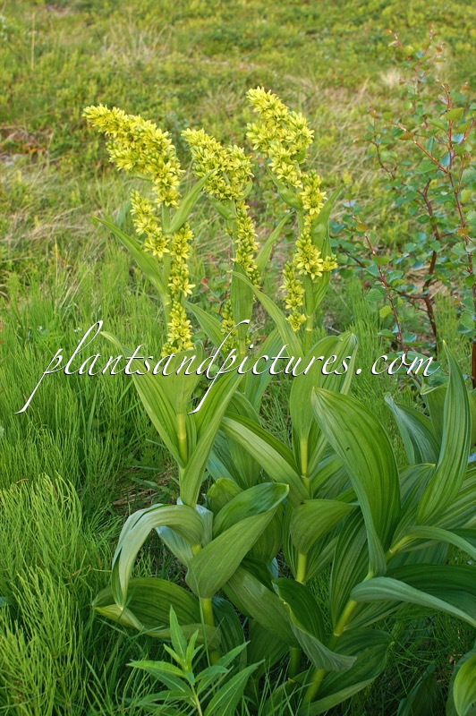 Veratrum album subsp. lobelianum
