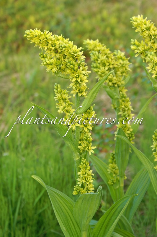 Veratrum album subsp. lobelianum
