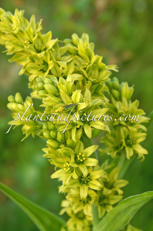 Veratrum album subsp. lobelianum
