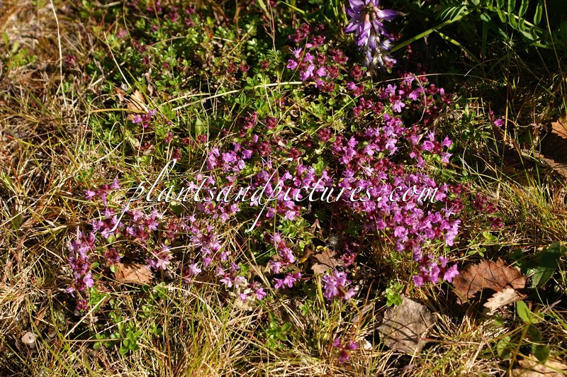 Thymus serpyllum subsp. tanaensis
