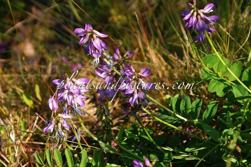 Astragalus alpinus subsp. arcticus