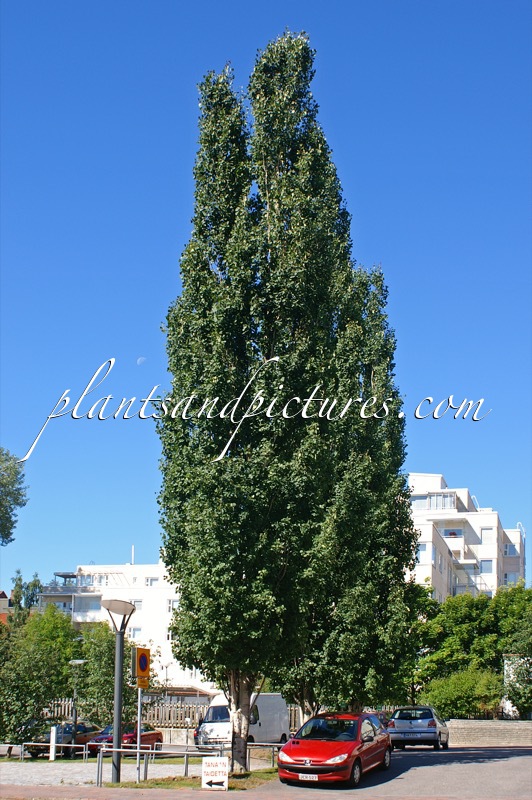 Populus tremula ‘Erecta’