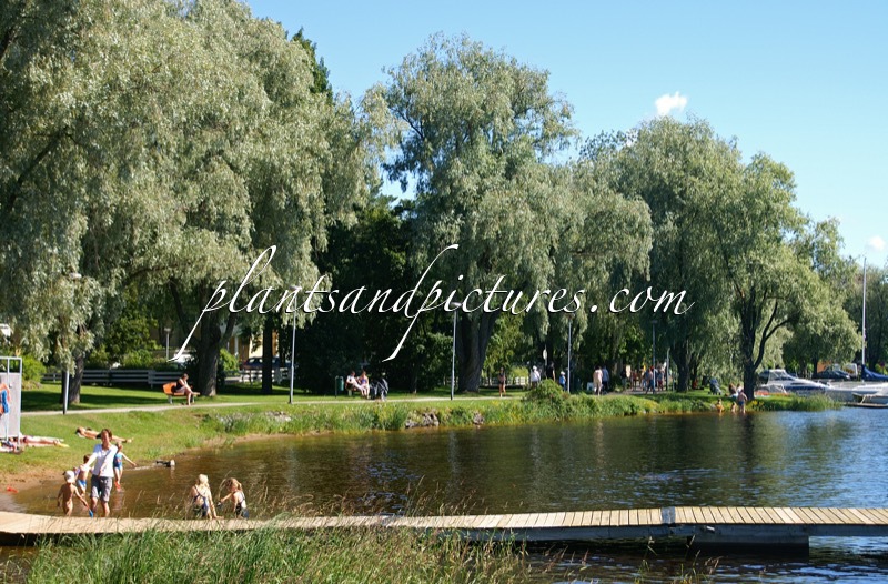 Salix alba ‘Sibirica’