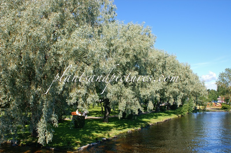 Salix alba ‘Sibirica’