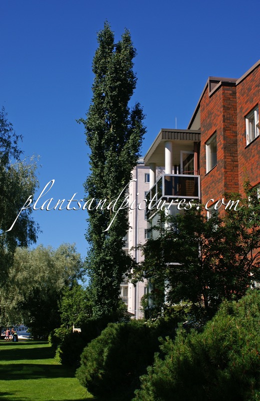 Populus tremula ‘Erecta’