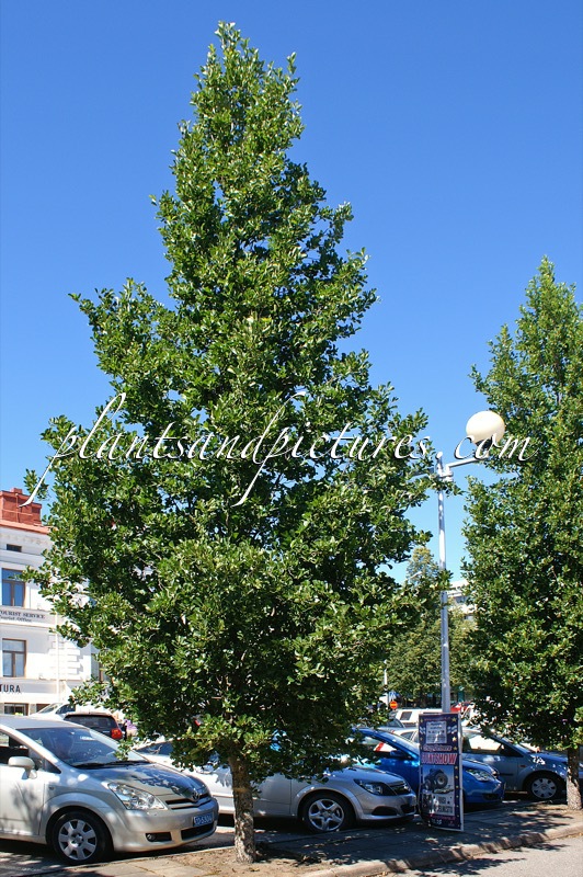 Alnus glutinosa ‘Pyramidalis’