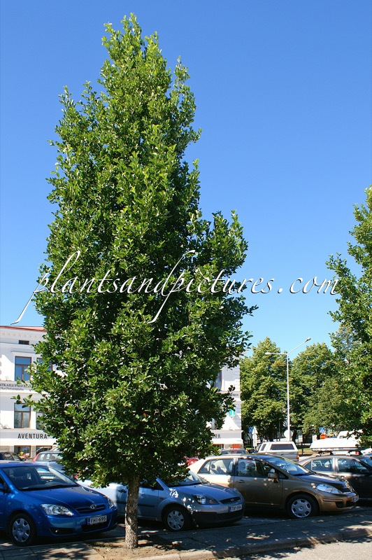 Alnus glutinosa ‘Pyramidalis’