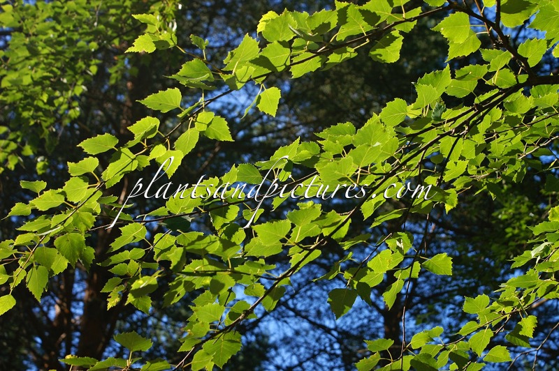 Betula pendula