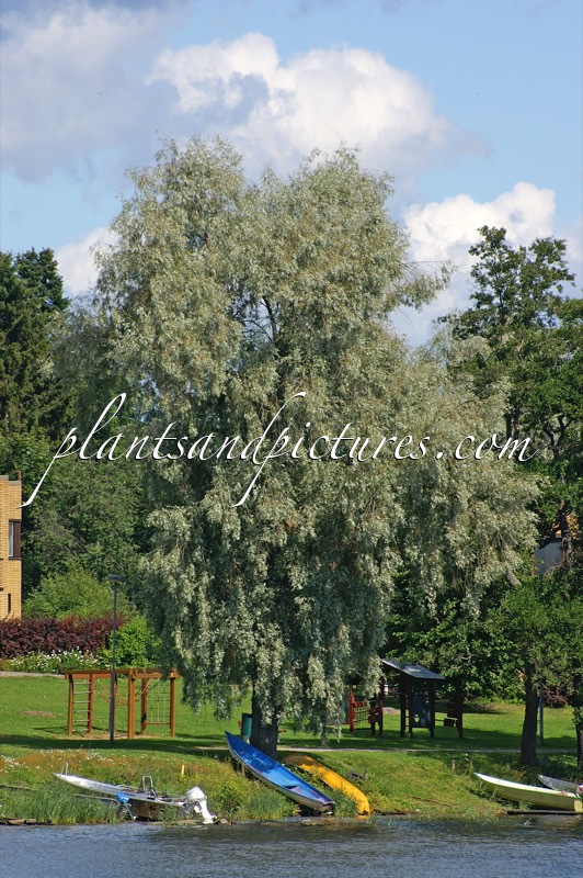 Salix alba ‘Sibirica’