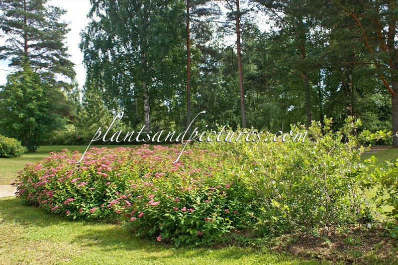 Spiraea japonica