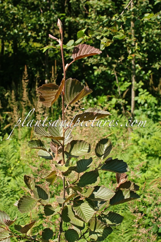 Alnus rubra