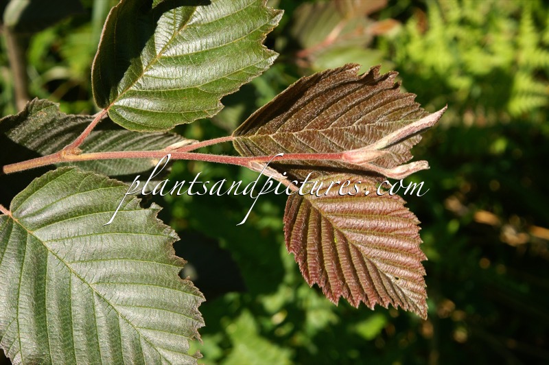 Alnus rubra