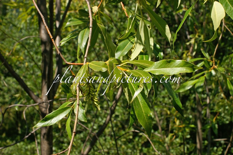 Salix pentandra