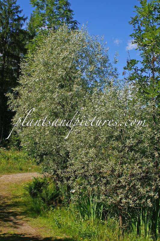 Salix alba ‘Sibirica’