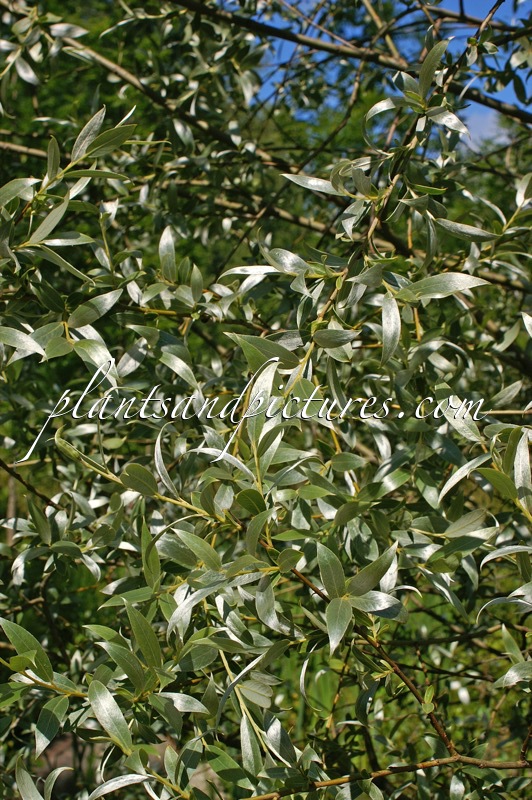 Salix alba ‘Sibirica’