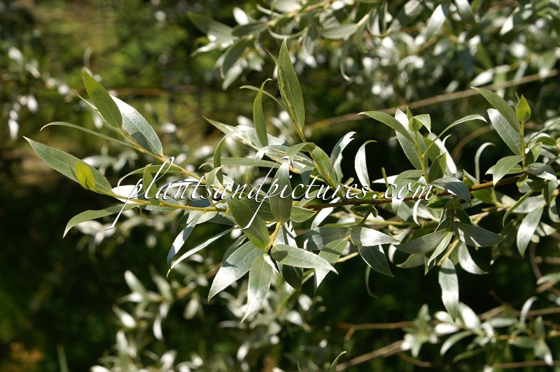 Salix alba ‘Sibirica’