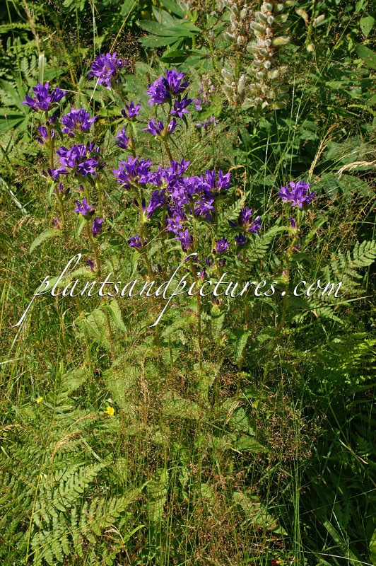 Campanula trachelium