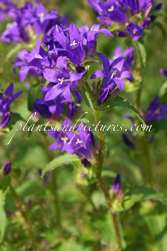 Campanula trachelium