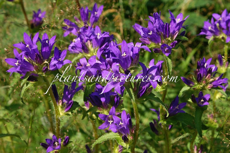 Campanula trachelium