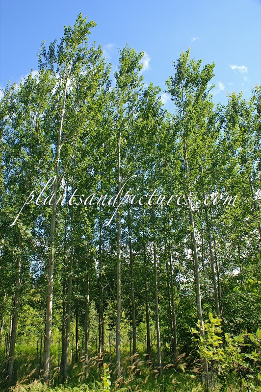 Populus tremula x Populus tremuloides