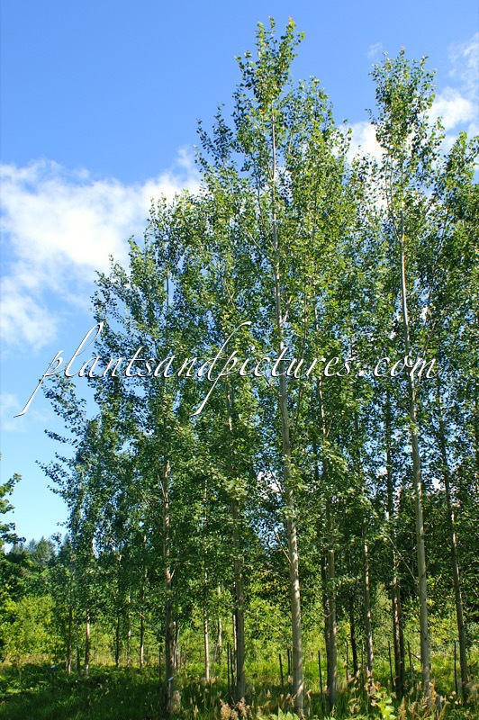 Populus tremula x Populus tremuloides