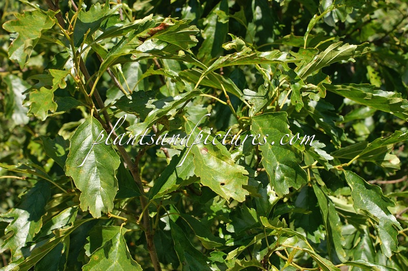 Alnus glutinosa ‘Quercifolia’