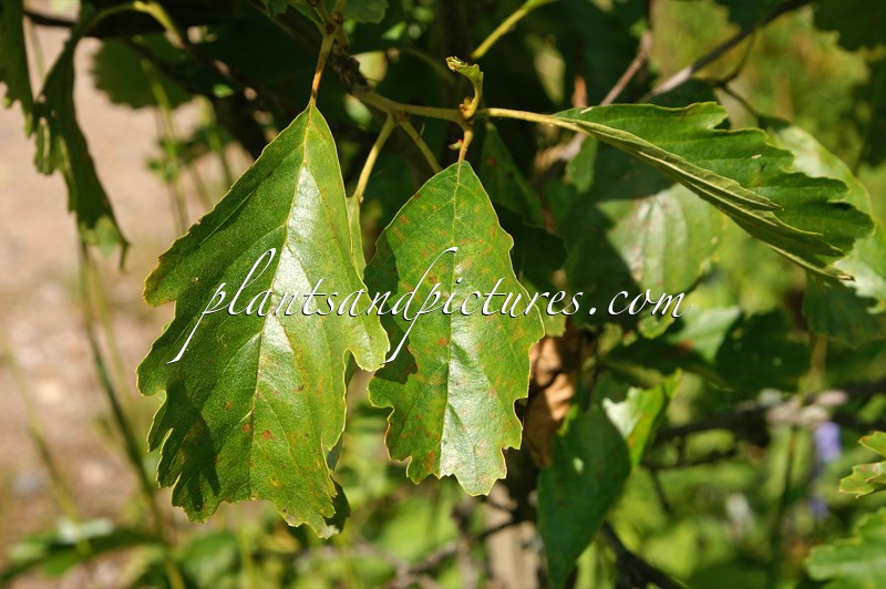 Alnus glutinosa ‘Quercifolia’