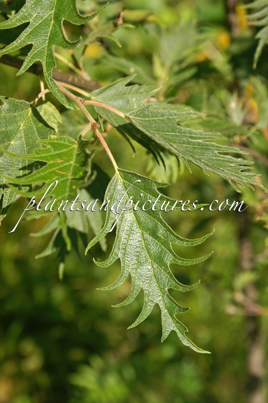 Alnus incana ‘Laciniata’