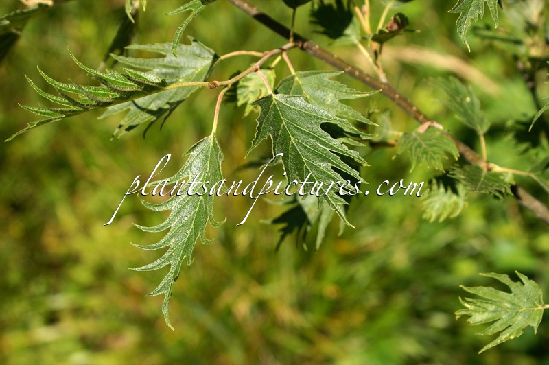 Alnus incana ‘Laciniata’