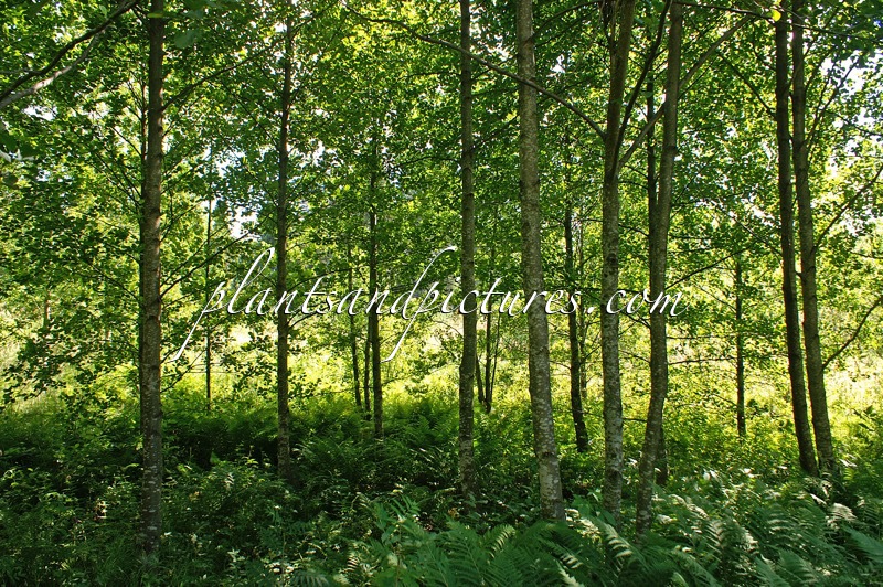 Alnus glutinosa