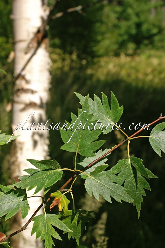 Betula pendula ‘Birkalensis’