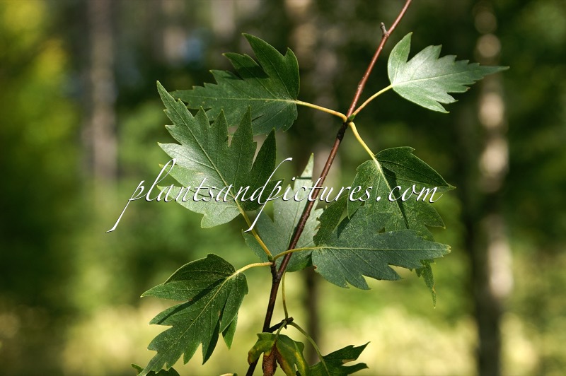 Betula pendula ‘Birkalensis’