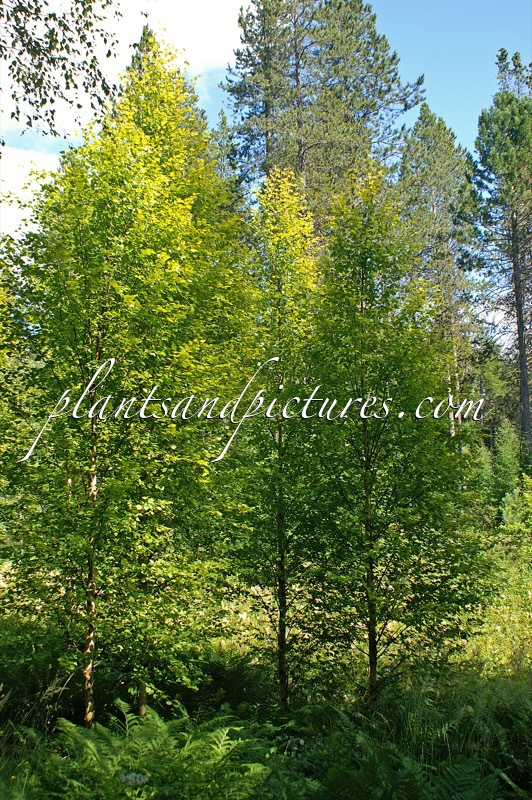 Betula pubescens
