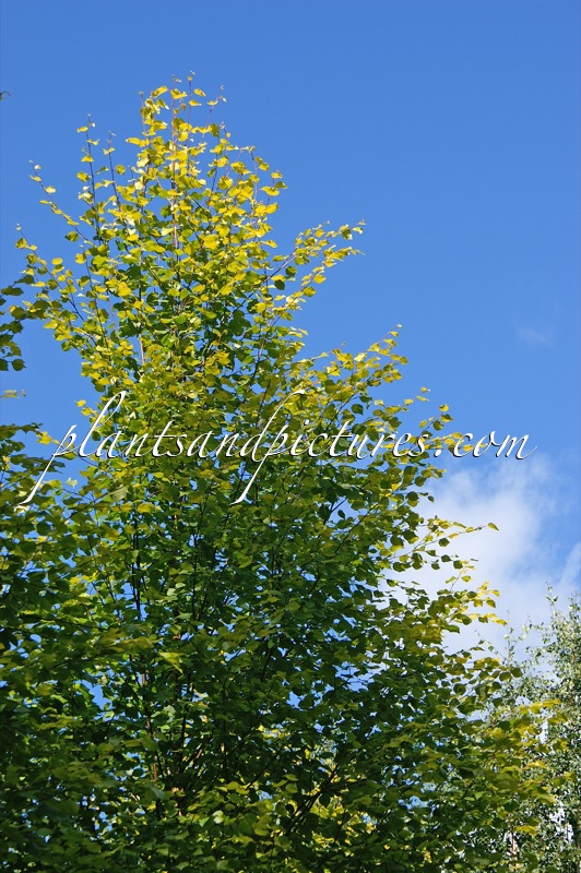 Betula pubescens