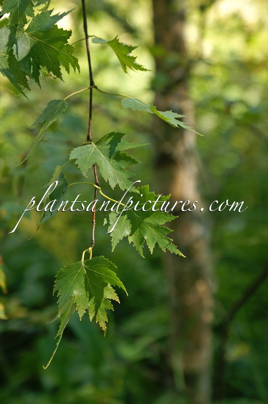 Betula pendula ‘Crispa’