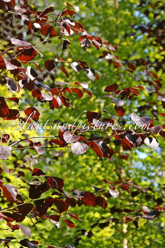 Betula pubescens ‘Rubra’