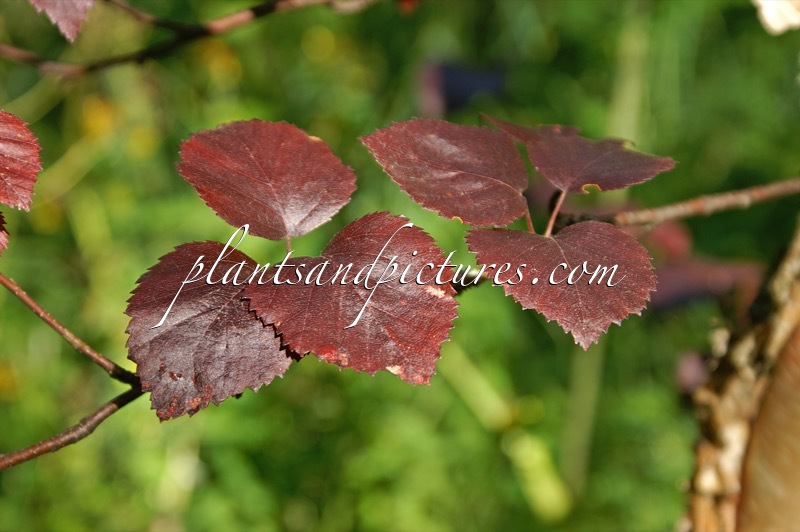 Betula pubescens ‘Rubra’