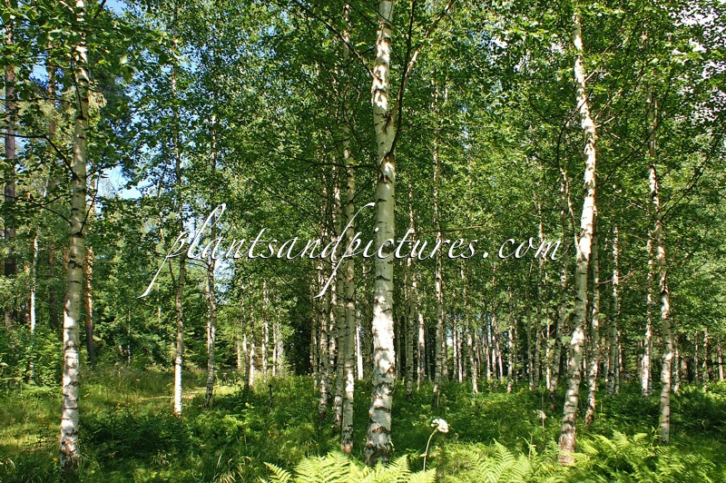 Betula pendula